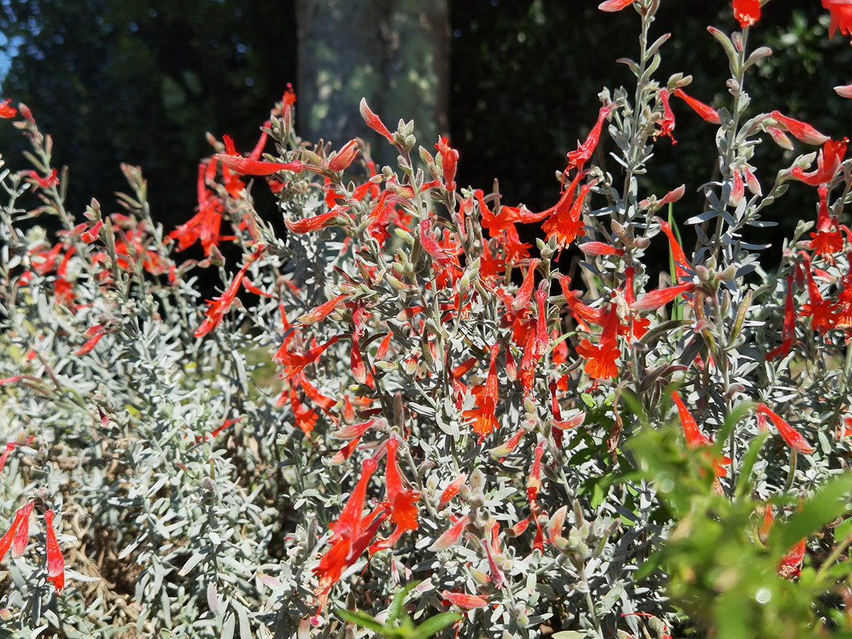 Epilobium canum ssp canum 'Olbrich Silver'